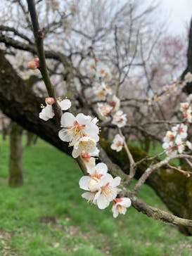 偕楽園本園に投稿された画像（2023/3/6）
