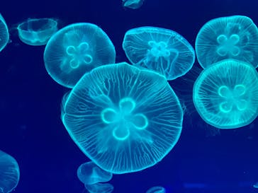 名古屋港水族館に投稿された画像（2023/3/6）