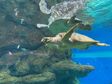 名古屋港水族館に投稿された画像（2023/3/6）