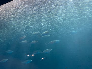 名古屋港水族館に投稿された画像（2023/3/6）