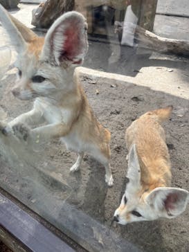 伊豆シャボテン動物公園に投稿された画像（2023/3/6）