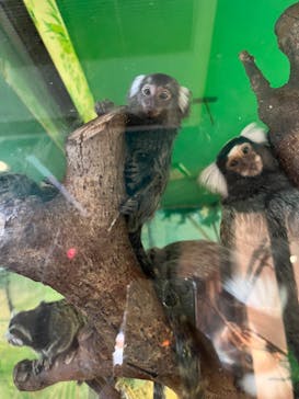 伊豆シャボテン動物公園に投稿された画像（2023/3/6）