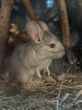 伊豆シャボテン動物公園に投稿された画像（2023/3/6）