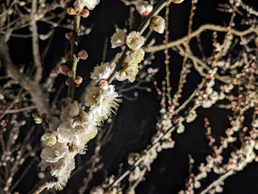 偕楽園本園に投稿された画像（2023/3/6）