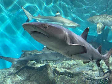 アクアワールド茨城県大洗水族館に投稿された画像（2023/3/6）