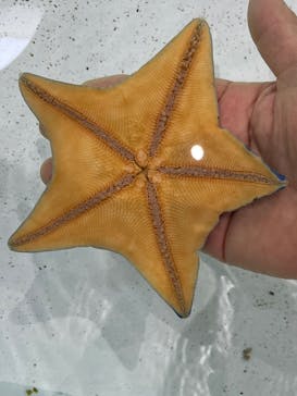 アクアワールド茨城県大洗水族館に投稿された画像（2023/3/6）