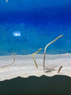 大分マリーンパレス水族館 「うみたまご」に投稿された画像（2023/3/6）