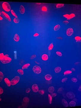 大分マリーンパレス水族館 「うみたまご」に投稿された画像（2023/3/6）