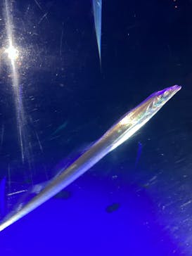 大分マリーンパレス水族館 「うみたまご」に投稿された画像（2023/3/6）