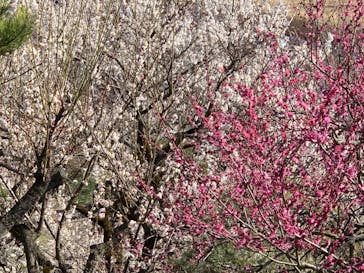 偕楽園本園に投稿された画像（2023/3/6）