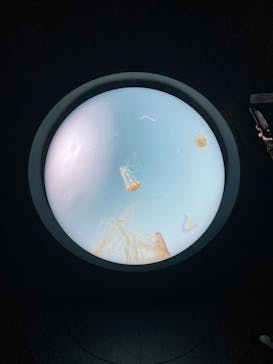 サンシャイン水族館に投稿された画像（2023/3/6）