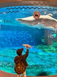 しながわ水族館に投稿された画像（2023/3/7）