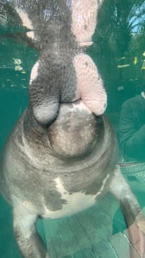 熱川バナナワニ園に投稿された画像（2023/3/7）