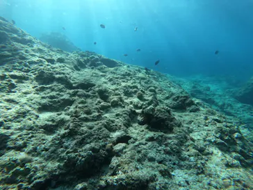 武藤潜水に投稿された画像（2023/3/7）