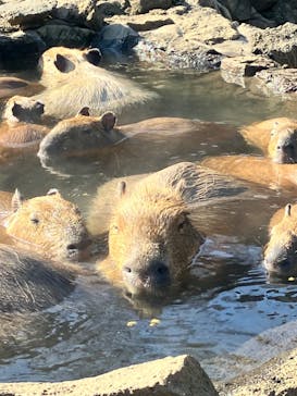 伊豆シャボテン動物公園に投稿された画像（2023/3/7）