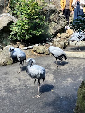 伊豆シャボテン動物公園に投稿された画像（2023/3/7）