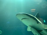 串本海中公園水族館に投稿された画像（2023/3/7）