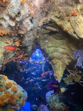 サンシャイン水族館に投稿された画像（2023/3/7）