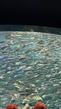 サンシャイン水族館に投稿された画像（2023/3/7）