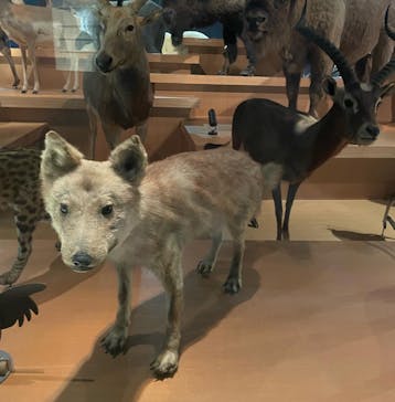 国立科学博物館に投稿された画像（2023/3/7）