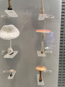 国立科学博物館に投稿された画像（2023/3/7）