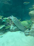 名古屋港水族館に投稿された画像（2023/3/7）