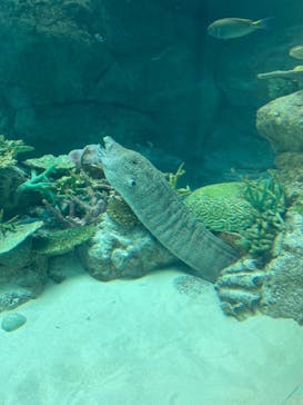 名古屋港水族館に投稿された画像（2023/3/7）