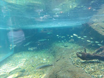 世界淡水魚園水族館　アクア・トトぎふに投稿された画像（2023/3/7）