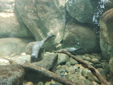 世界淡水魚園水族館　アクア・トトぎふに投稿された画像（2023/3/7）