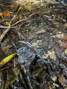 宮古島 ADVENTURE PiPi（ミヤコジマ アドベンチャー ピピ）に投稿された画像（2023/3/7）