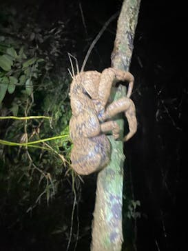 宮古島 ADVENTURE PiPi（ミヤコジマ アドベンチャー ピピ）に投稿された画像（2023/3/7）