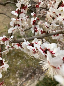 偕楽園本園に投稿された画像（2023/3/7）