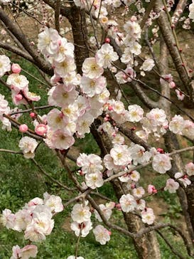 偕楽園本園に投稿された画像（2023/3/7）