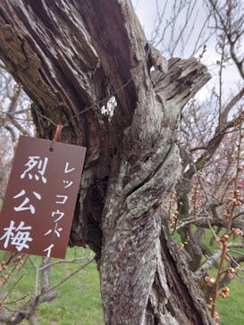 偕楽園本園に投稿された画像（2023/3/7）