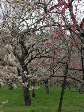 偕楽園本園に投稿された画像（2023/3/7）