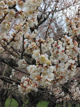 偕楽園本園に投稿された画像（2023/3/7）