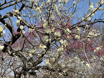 偕楽園本園に投稿された画像（2023/3/7）