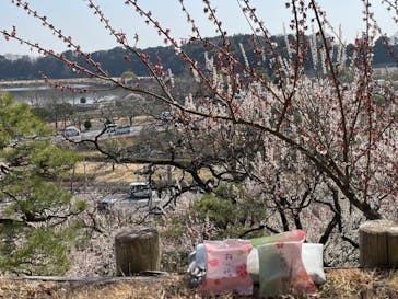 偕楽園本園に投稿された画像（2023/3/7）