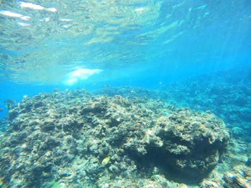 沖縄マリンサービス碧に投稿された画像（2023/3/8）