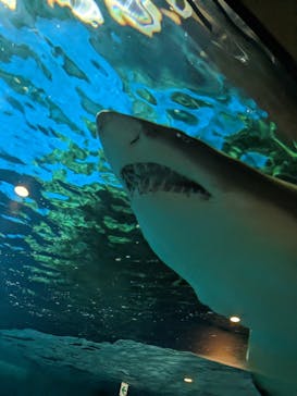 しながわ水族館に投稿された画像（2023/3/8）