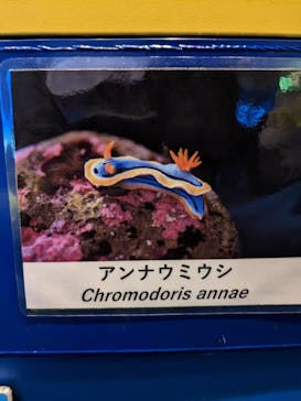 しながわ水族館に投稿された画像（2023/3/8）