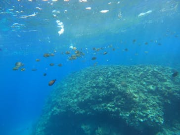 沖縄マリンサービス碧に投稿された画像（2023/3/8）