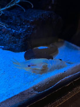 サンシャイン水族館に投稿された画像（2023/3/8）