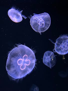 サンシャイン水族館に投稿された画像（2023/3/8）