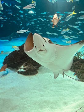 サンシャイン水族館に投稿された画像（2023/3/8）