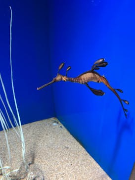 サンシャイン水族館に投稿された画像（2023/3/8）