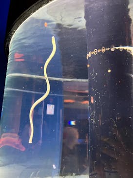 沖縄美ら海水族館に投稿された画像（2023/3/8）