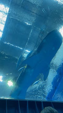 沖縄美ら海水族館に投稿された画像（2023/3/8）