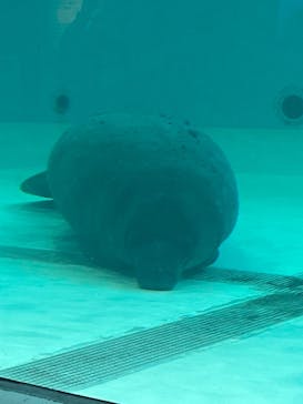 沖縄美ら海水族館に投稿された画像（2023/3/8）