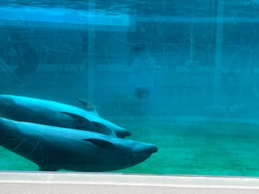 沖縄美ら海水族館に投稿された画像（2023/3/8）